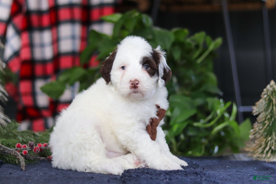 Portuguese Water Dog dogs for sale: Niko - Ad 2