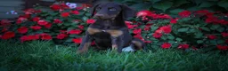 Doberman Pinscher dogs for sale: PENNY - Ad 9