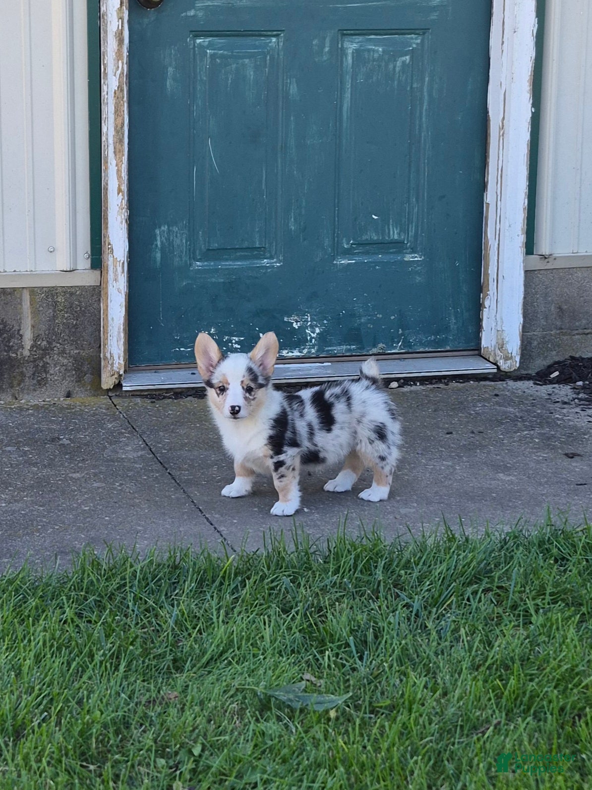 Stella (Pembroke Corgi, Female) in Leesburg, OH