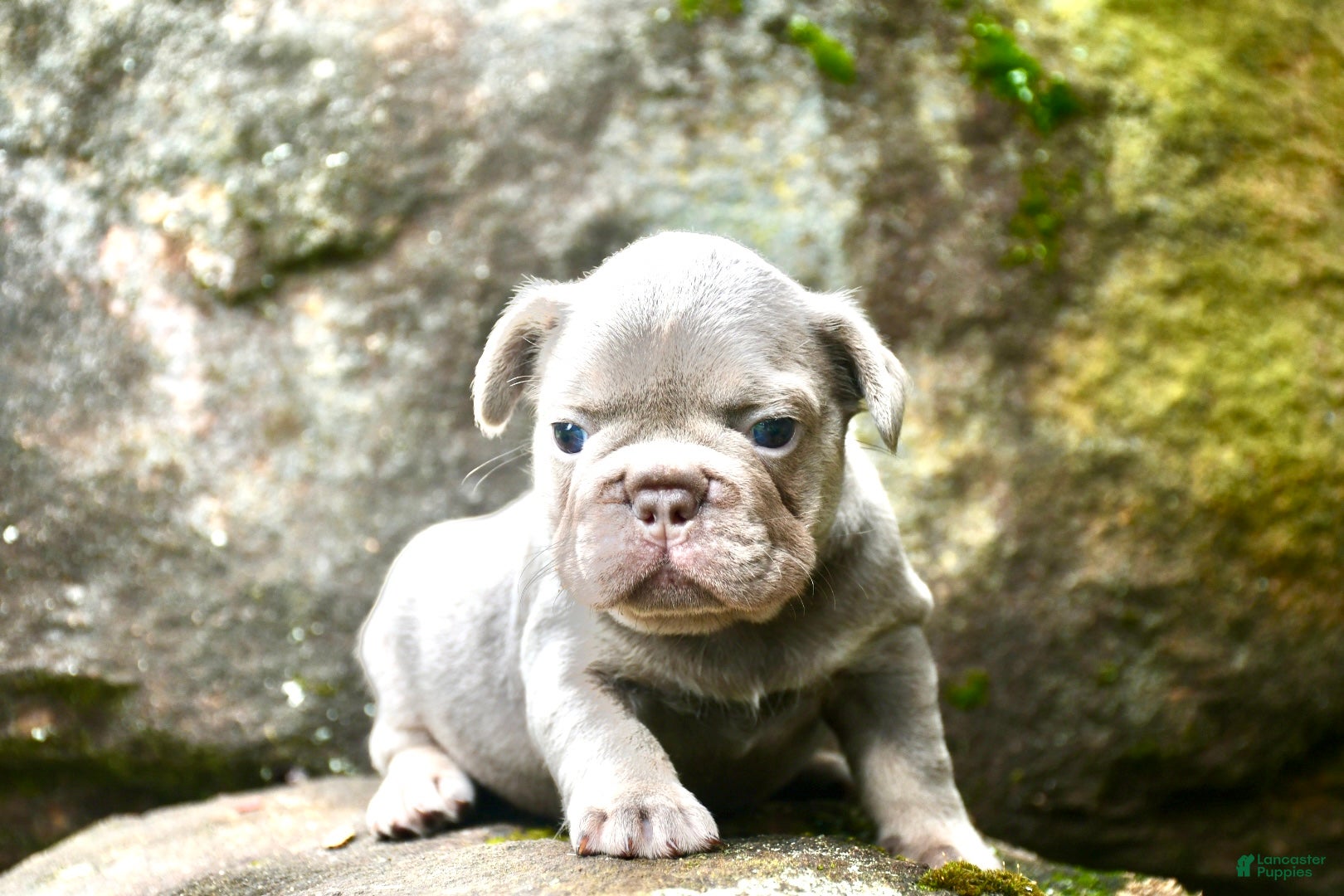 French Bulldog dogs French Bulldog 1 - Ad 2