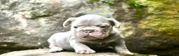 French Bulldog dogs for sale: French Bulldog 1 - Ad 5