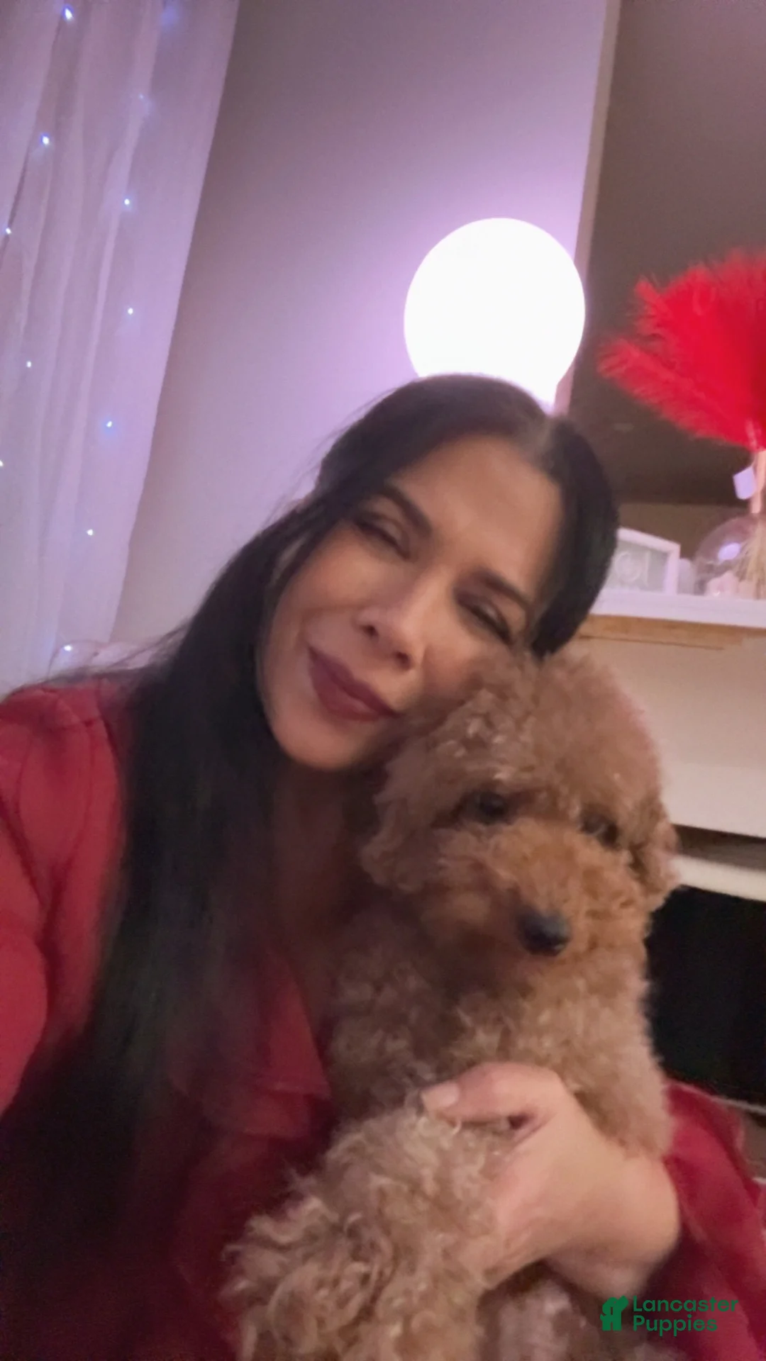 Havapoo dogs for sale: Havapoo Puppy 2 - Ad 2