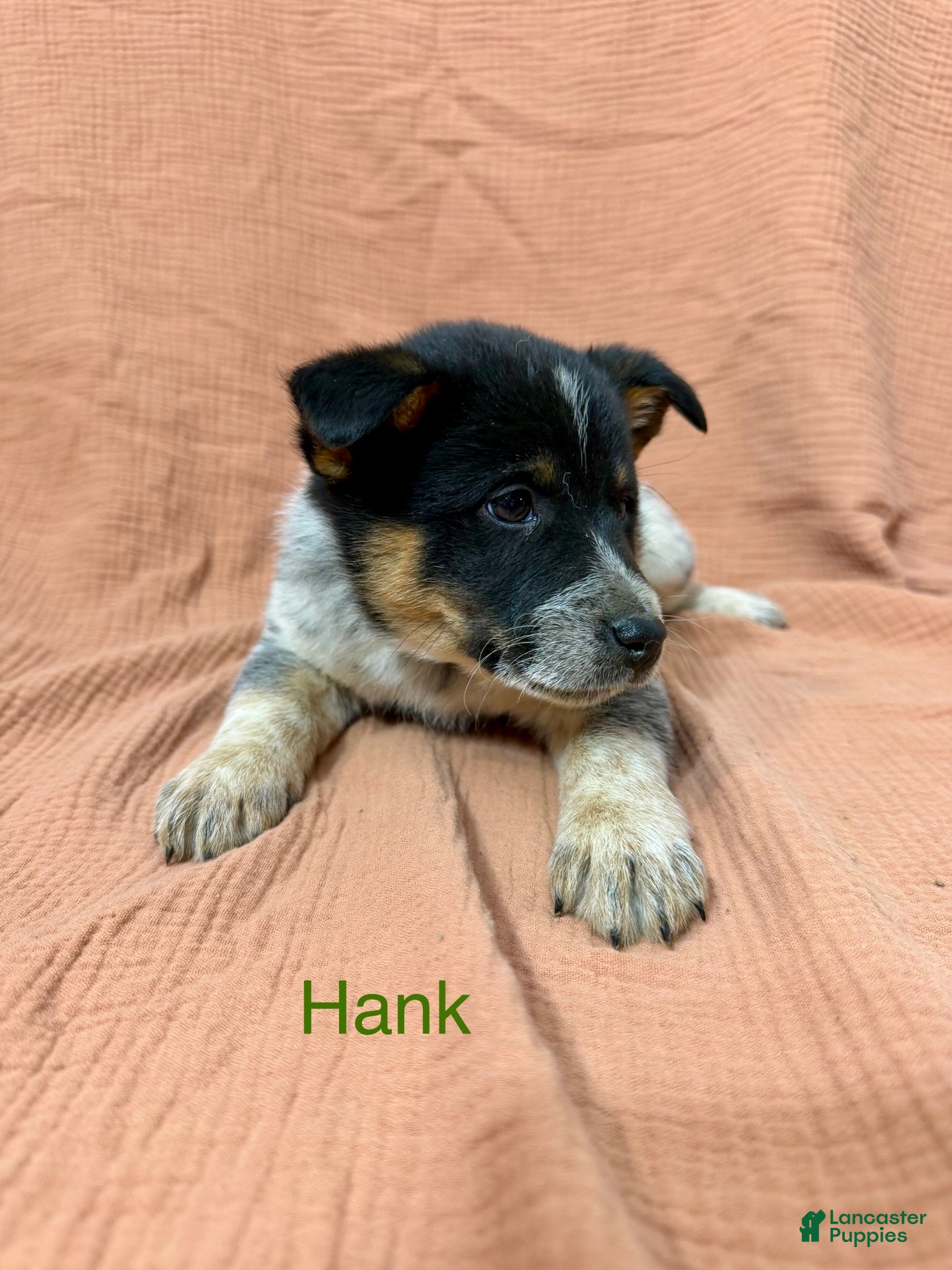 Mixed Breed dogs Hank - Ad 42