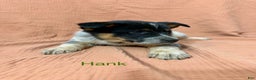 Mixed Breed dogs for sale: Hank - Ad 1