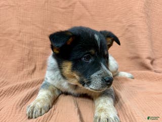 Mixed Breed dogs Hank - Ad 37