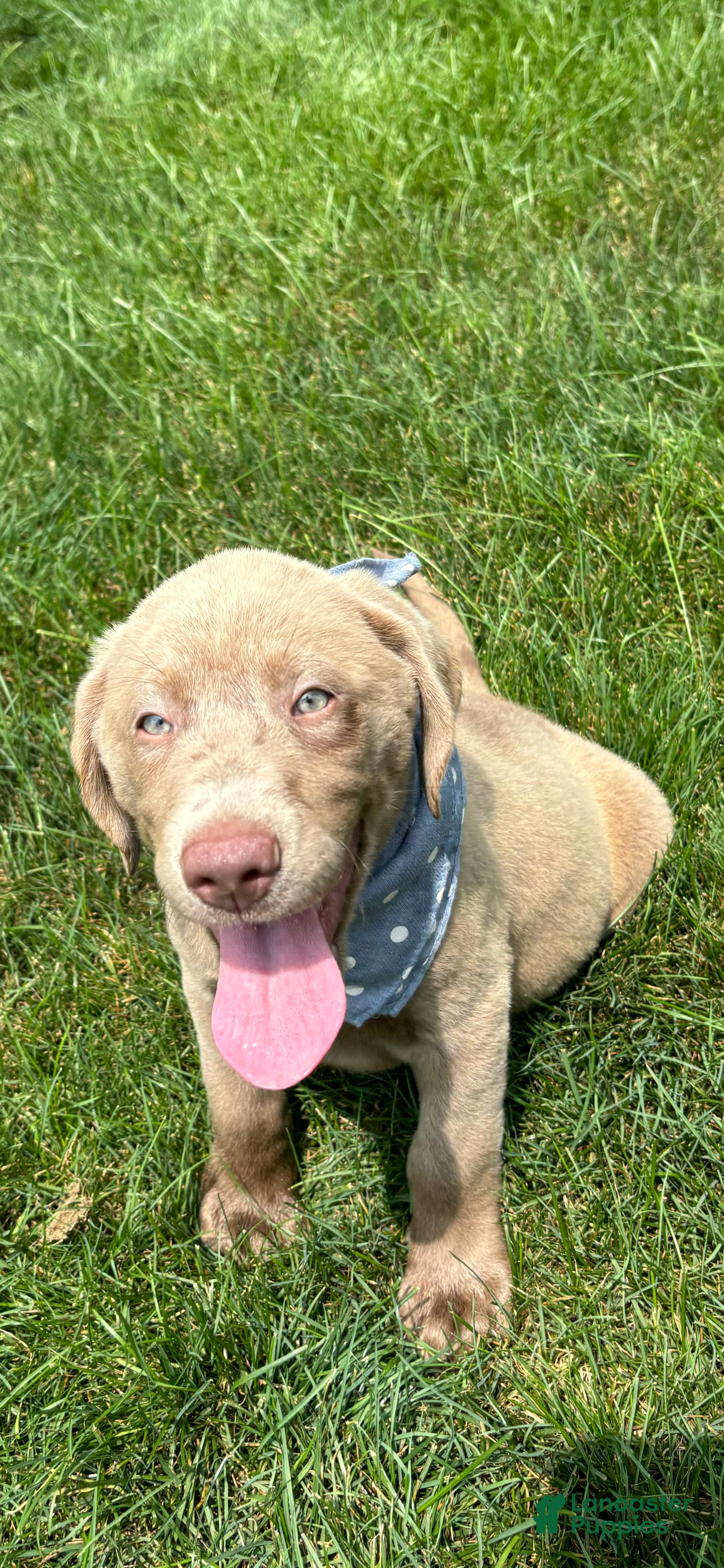 Labrador Retriever dogs Storm - Ad 19
