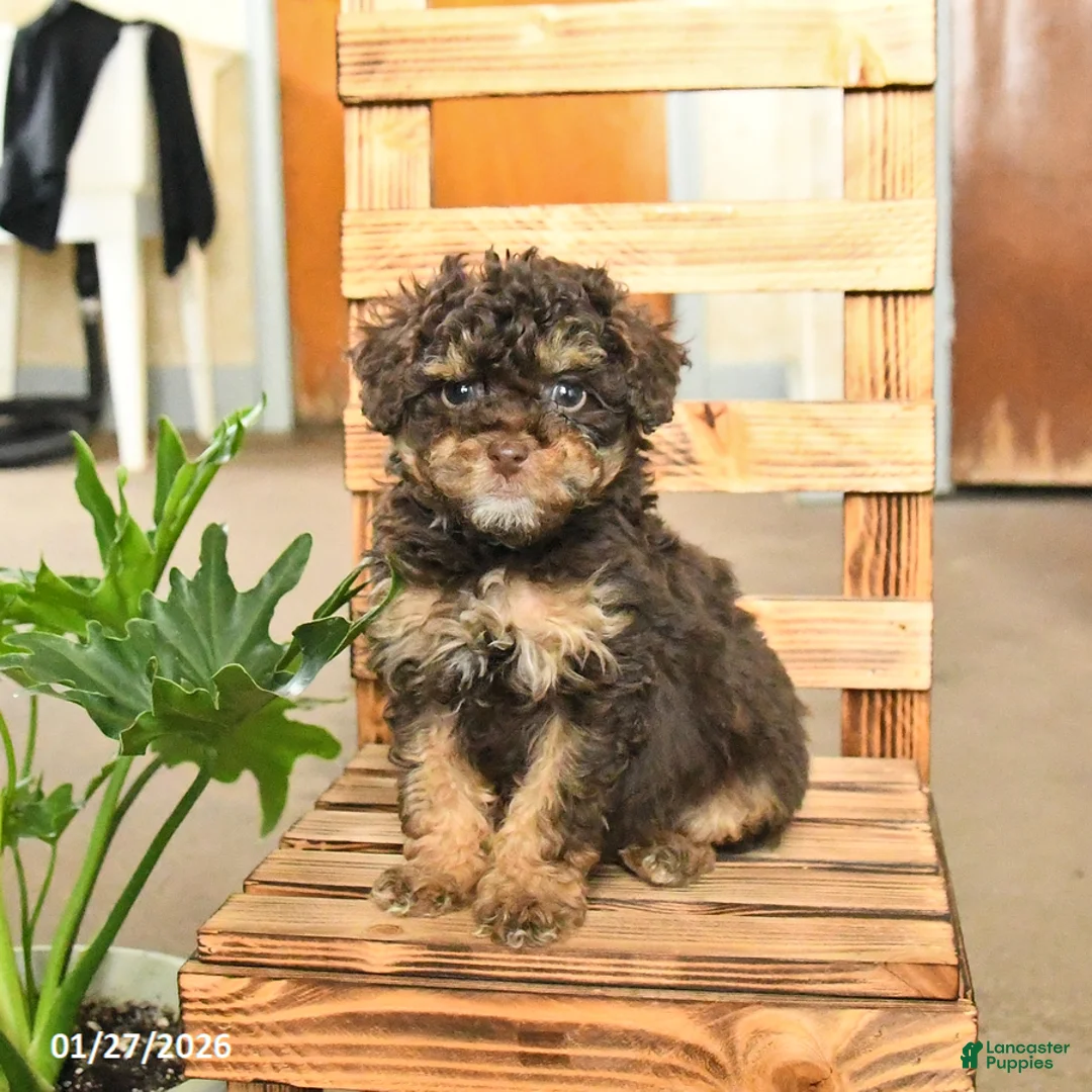 Miniature Poodle dogs for sale: Andrea - Ad 1