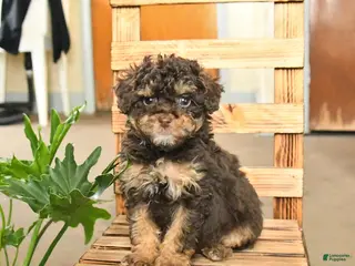 Miniature Poodle dogs Andrea - Ad 18