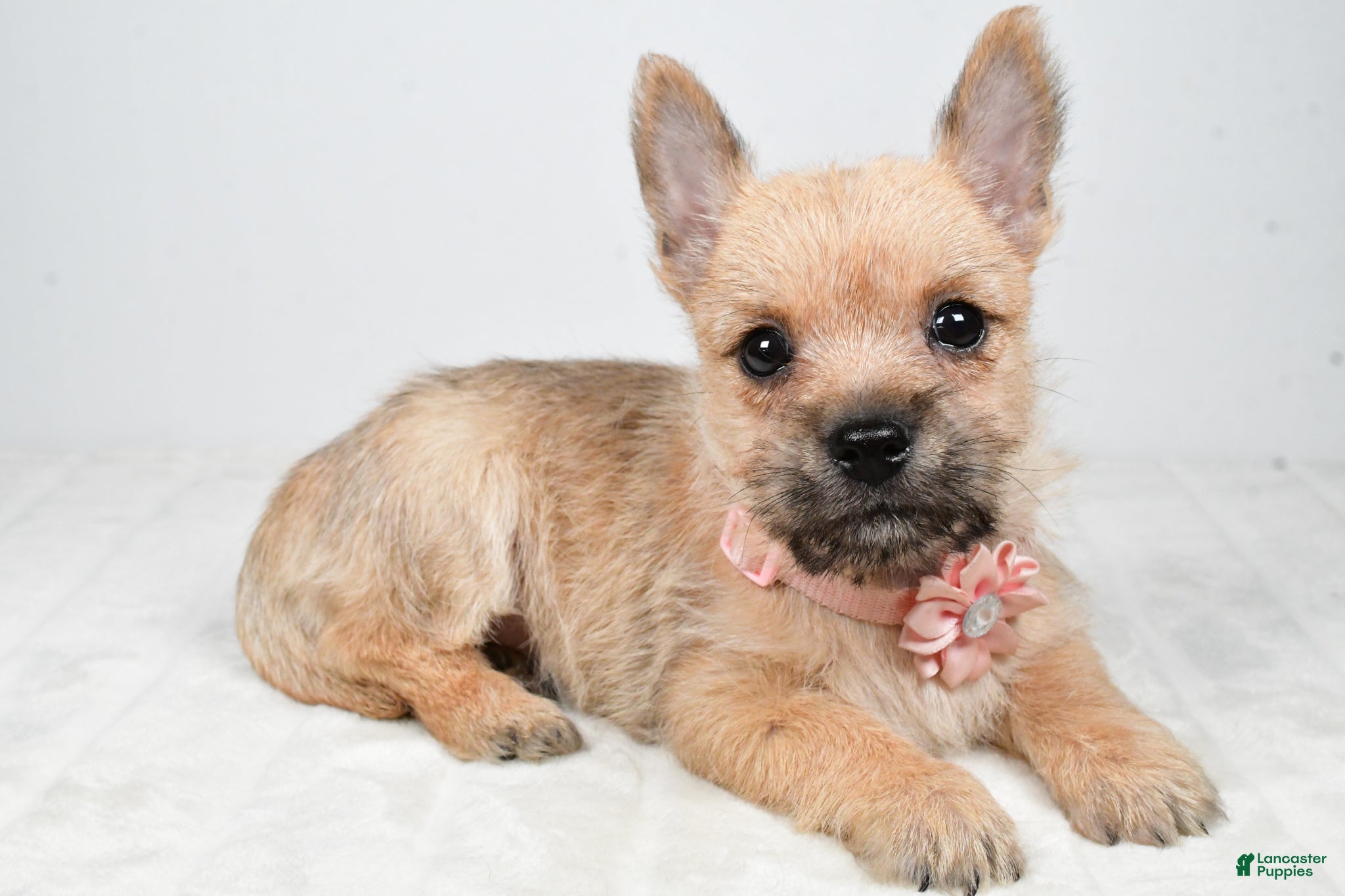 Cairn Terrier dogs Veronica - Ad 1