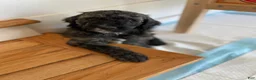 Bernedoodle dogs for sale: Reece’s - Ad 3