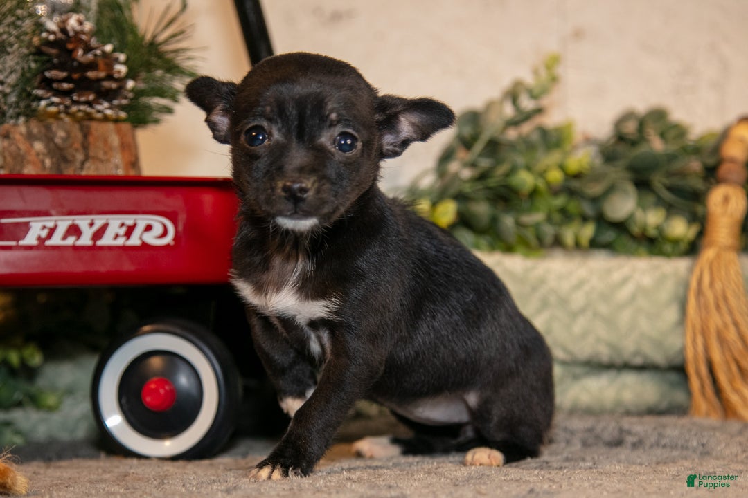 Chihuahua dogs for sale: Midnight - Ad 3