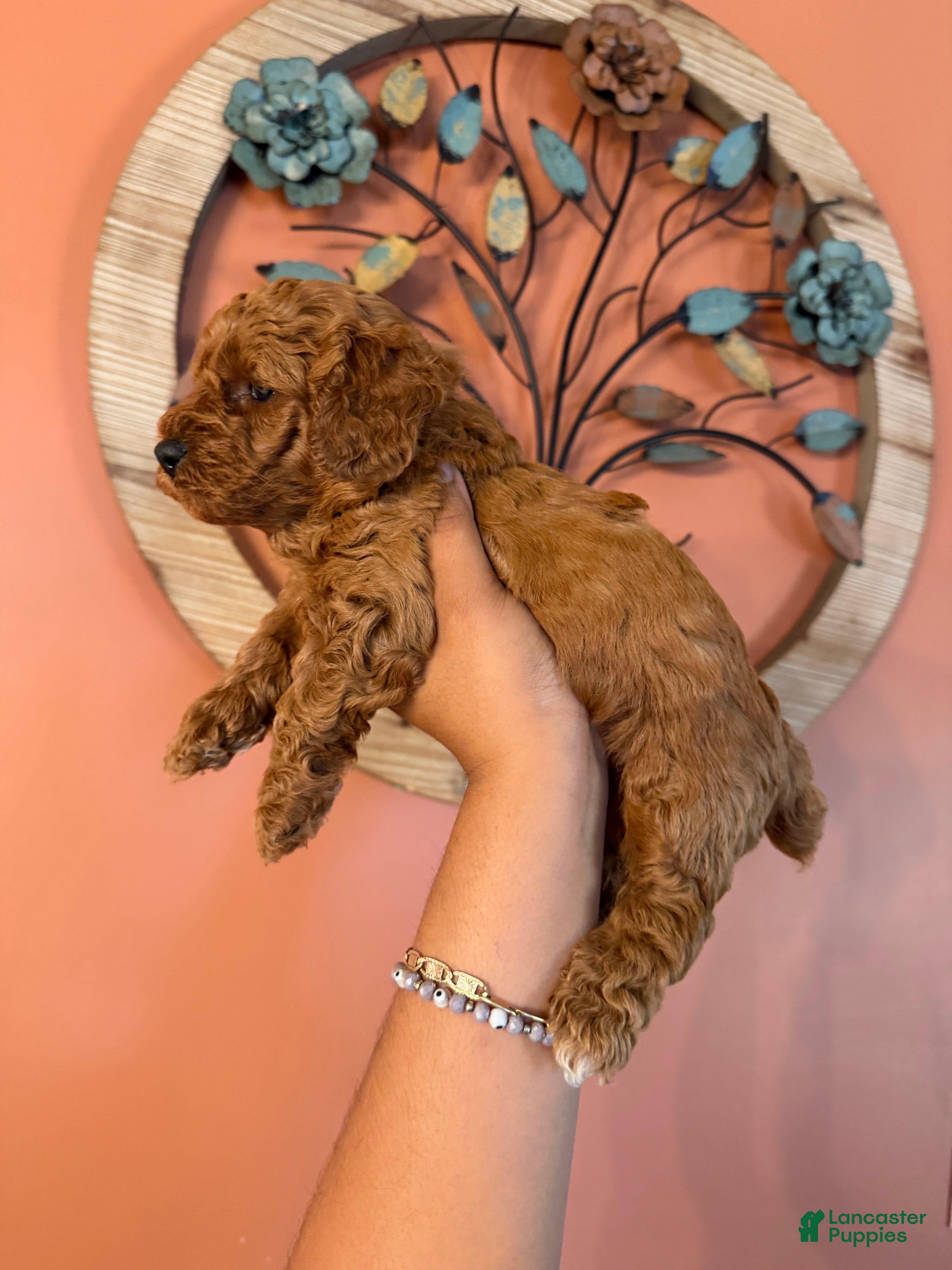 Miniature Poodle dogs for sale: Mookie - Ad 2