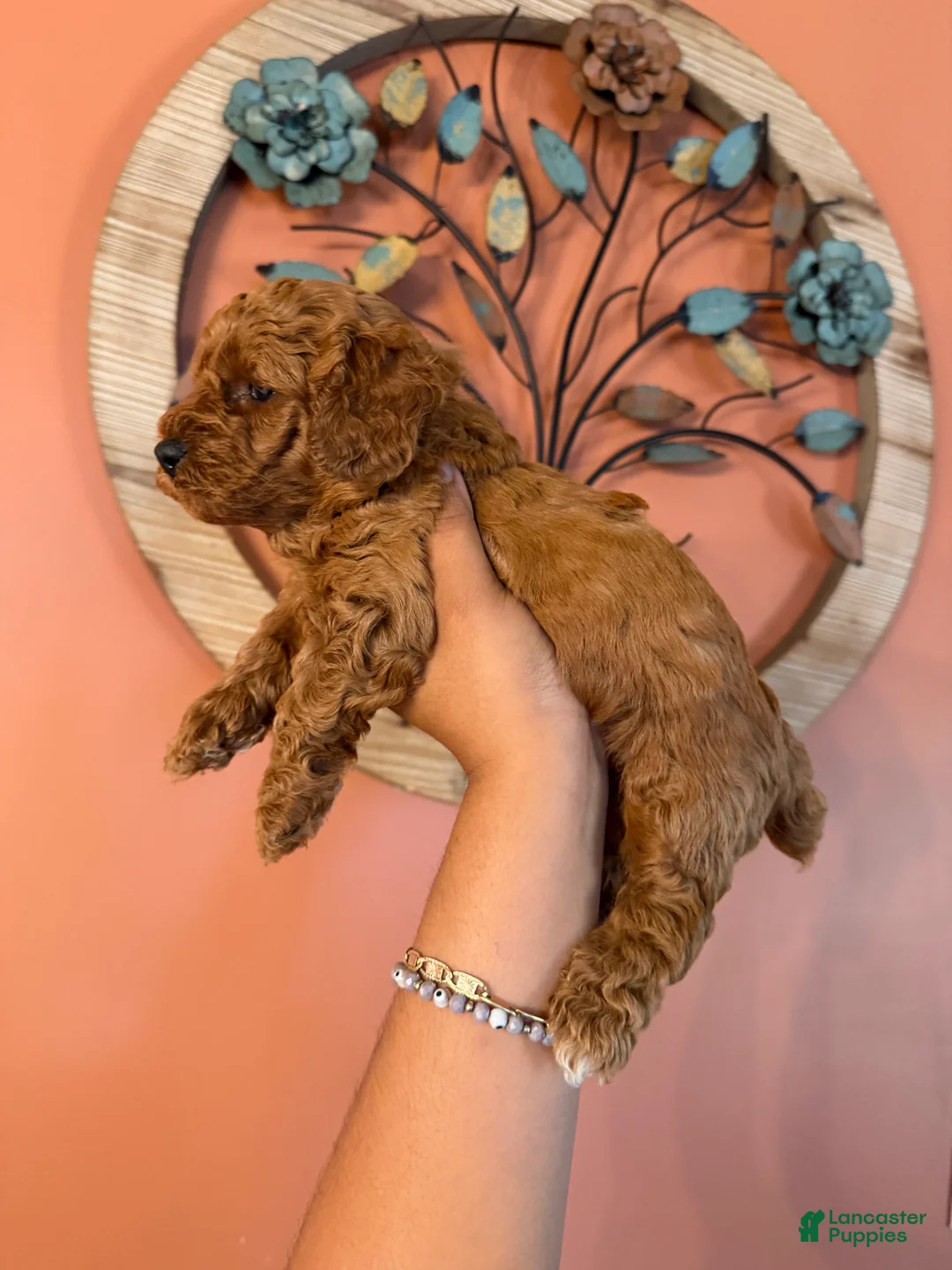 Miniature Poodle dogs for sale: Mookie - Ad 2