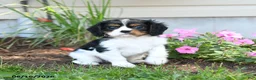 Cavalier King Charles Spaniel dogs for sale: Bennet - Ad 3