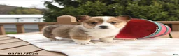 Welsh Corgi Pembroke dogs for sale: Sheriff - Ad 3