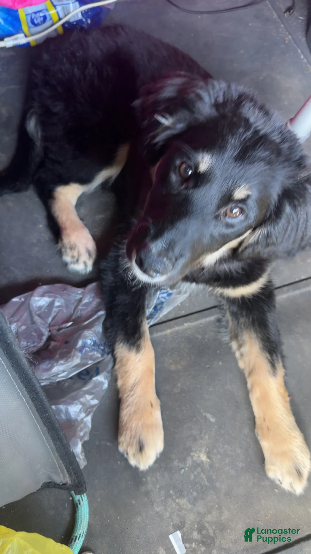 Border Collie dogs for sale: Malia - Ad 2