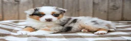 Australian Shepherd dogs for sale: Rover - Ad 2