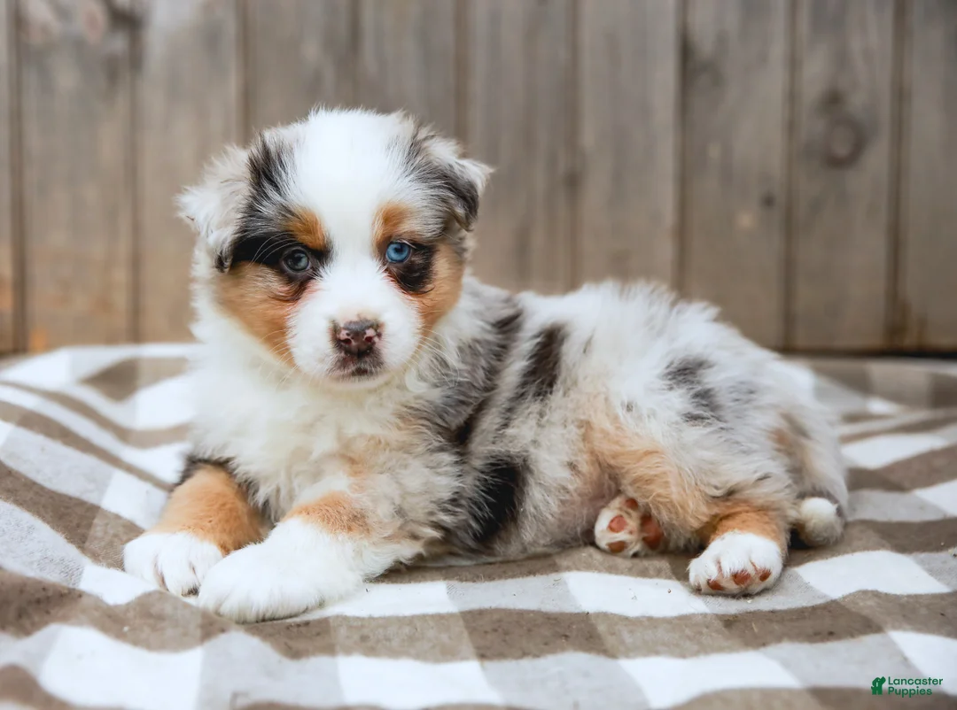 Australian Shepherd dogs for sale: Rover - Ad 2