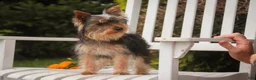Yorkshire Terrier dogs for sale: Junior - Ad 10