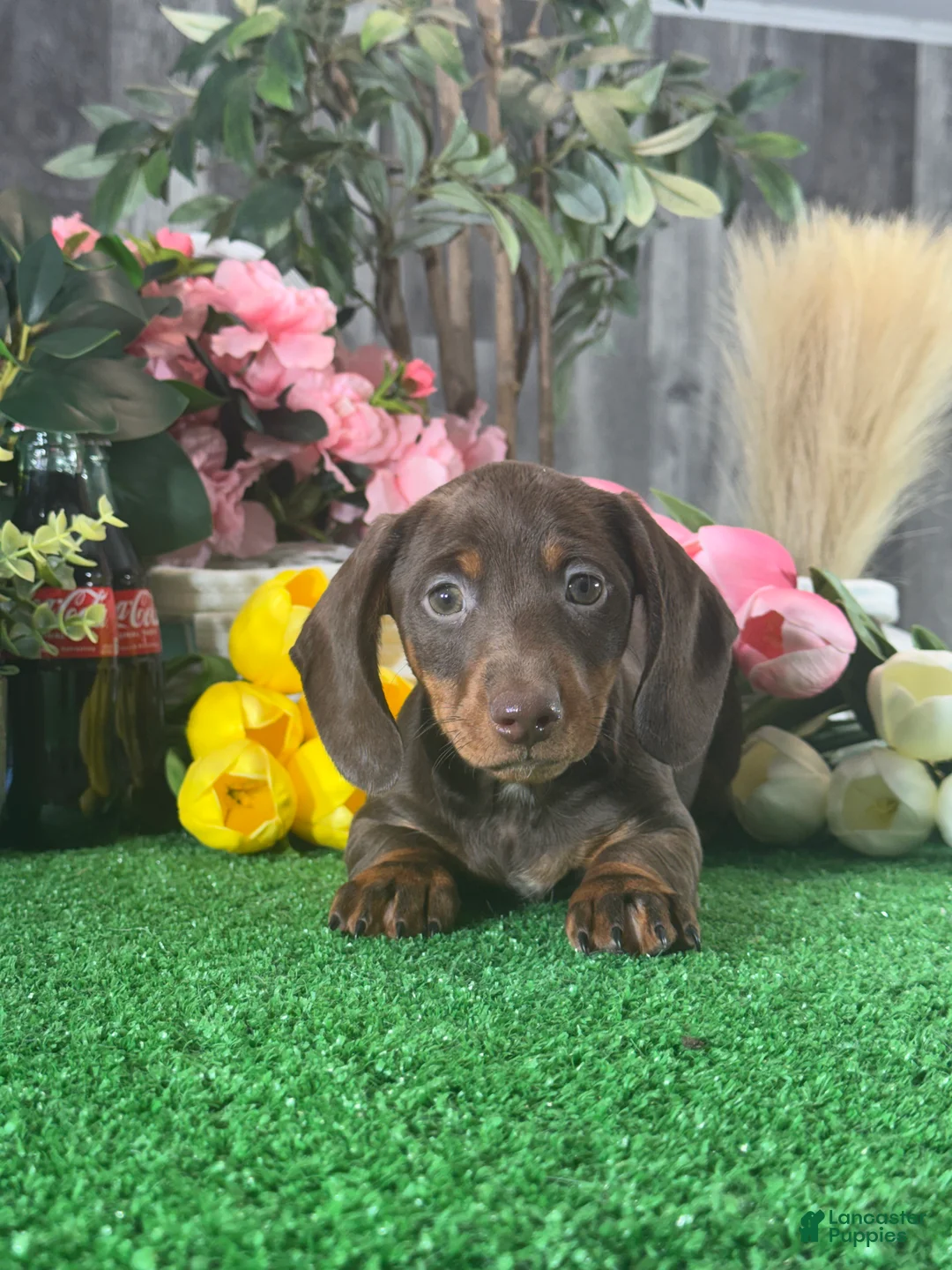 Dachshund dogs for sale: Duke - Ad 2