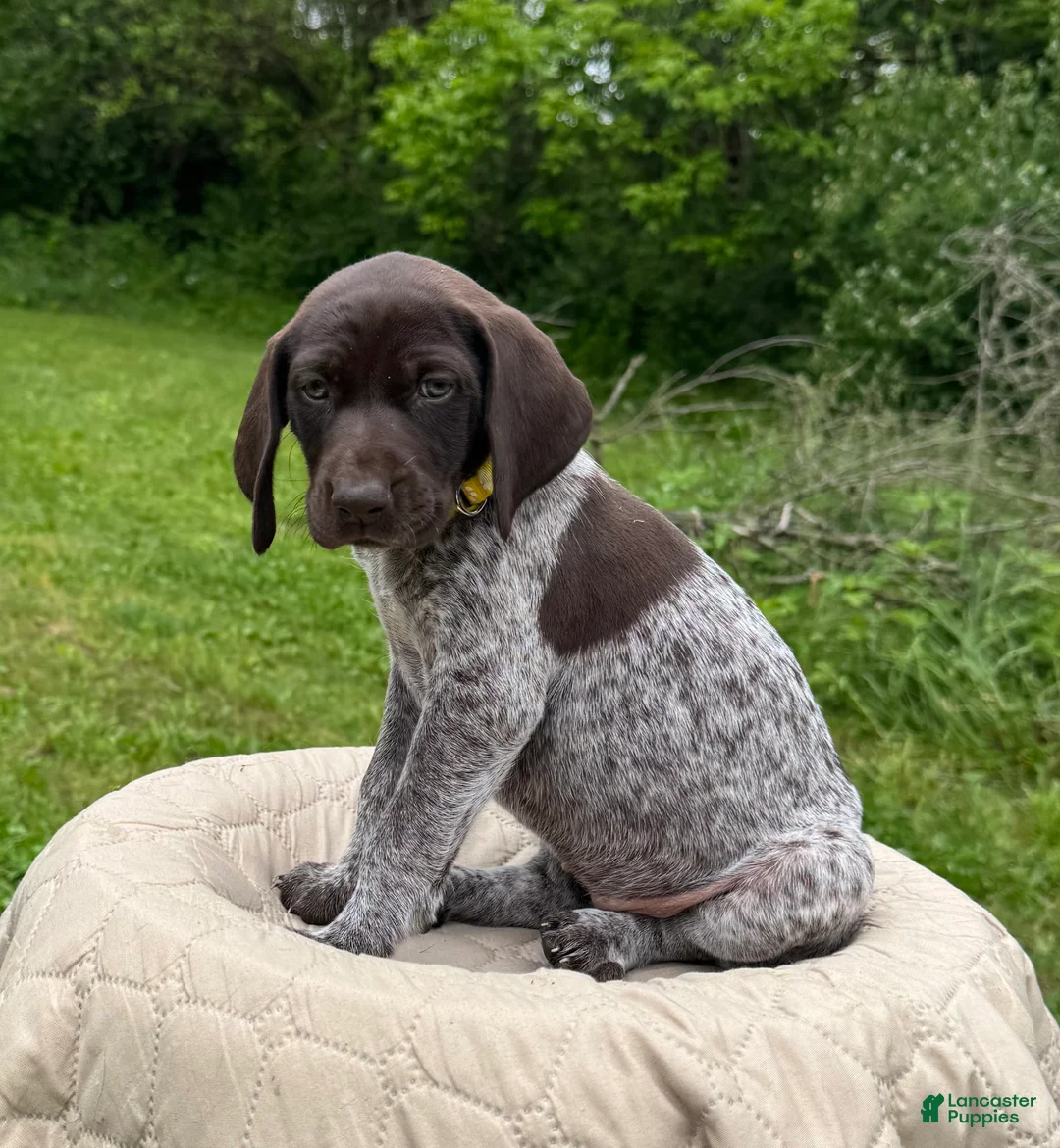 German Shorthaired Pointer dogs for sale: German Shorthaired Pointer Puppy 7 - Ad 1