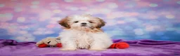 Shih Tzu dogs for sale: Bella - Ad 10