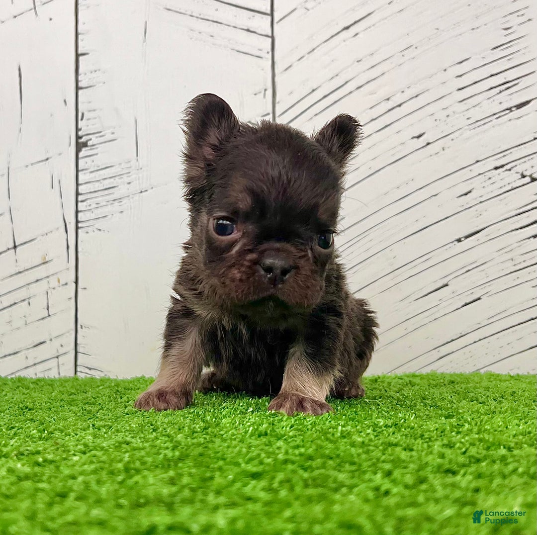 French Bulldog dogs for sale: Kate - Ad 1
