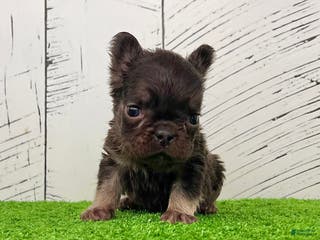 French Bulldog dogs Kate - Ad 17