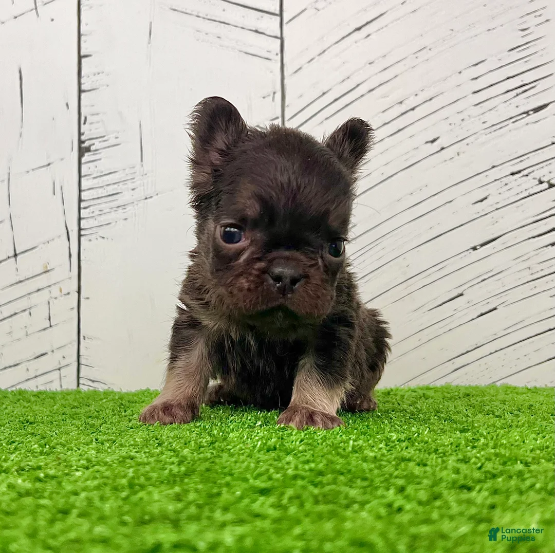 French Bulldog dogs for sale: Kate - Ad 1
