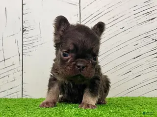 French Bulldog dogs Kate - Ad 31
