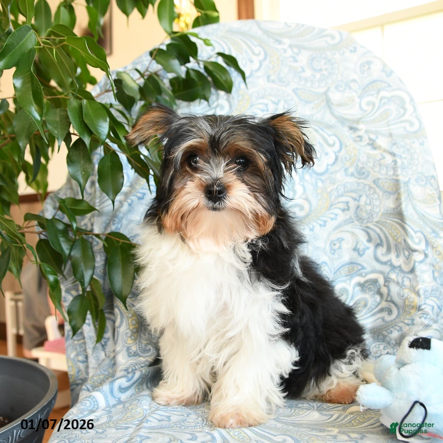 Yorkshire Terrier dogs Domino - Ad 25