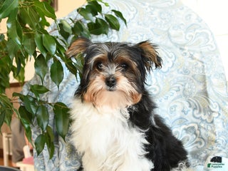 Yorkshire Terrier dogs Domino - Ad 25