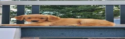 Golden Retriever dogs for sale: Cherry - Ad 5