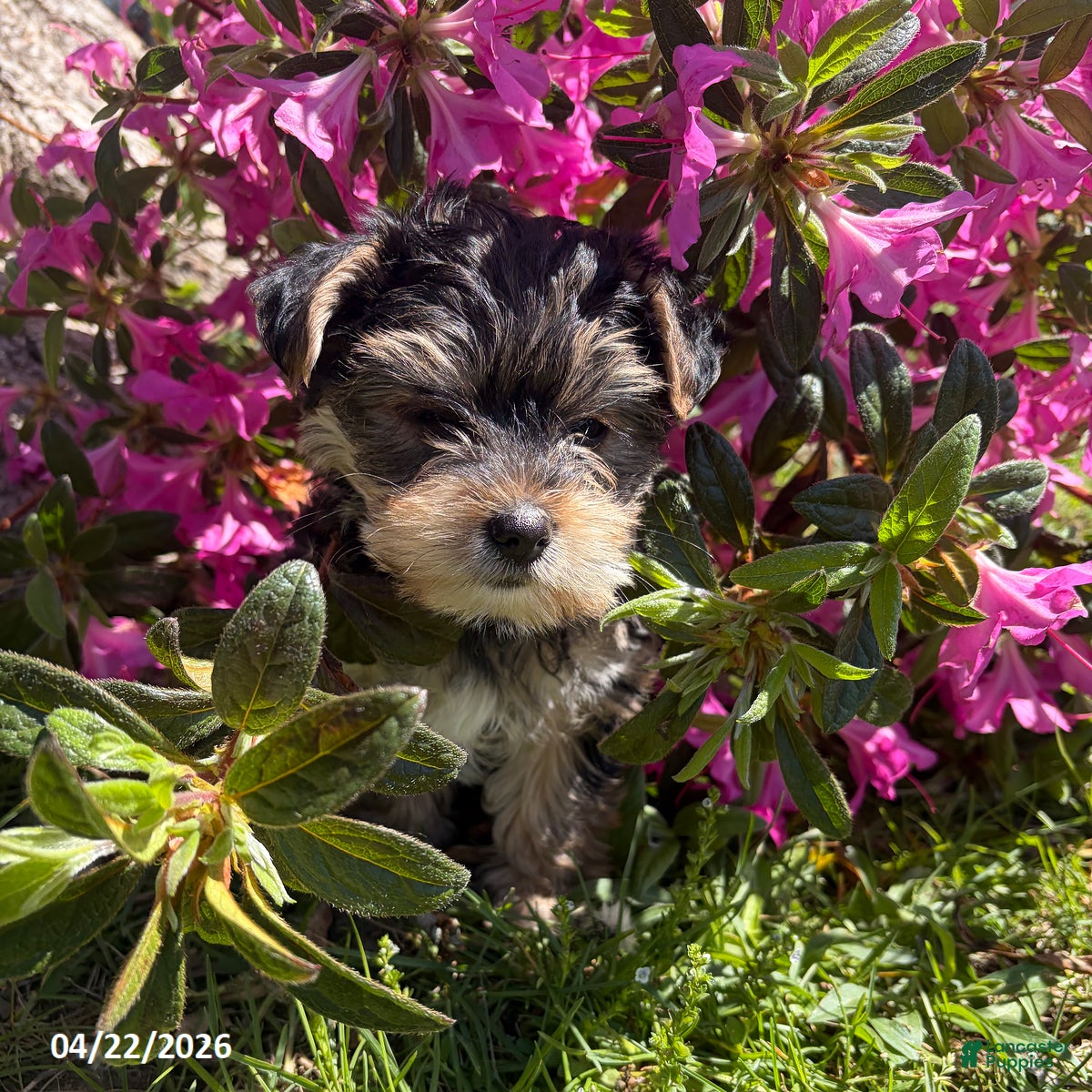 Yorkiepoo dogs Selena - Ad 2