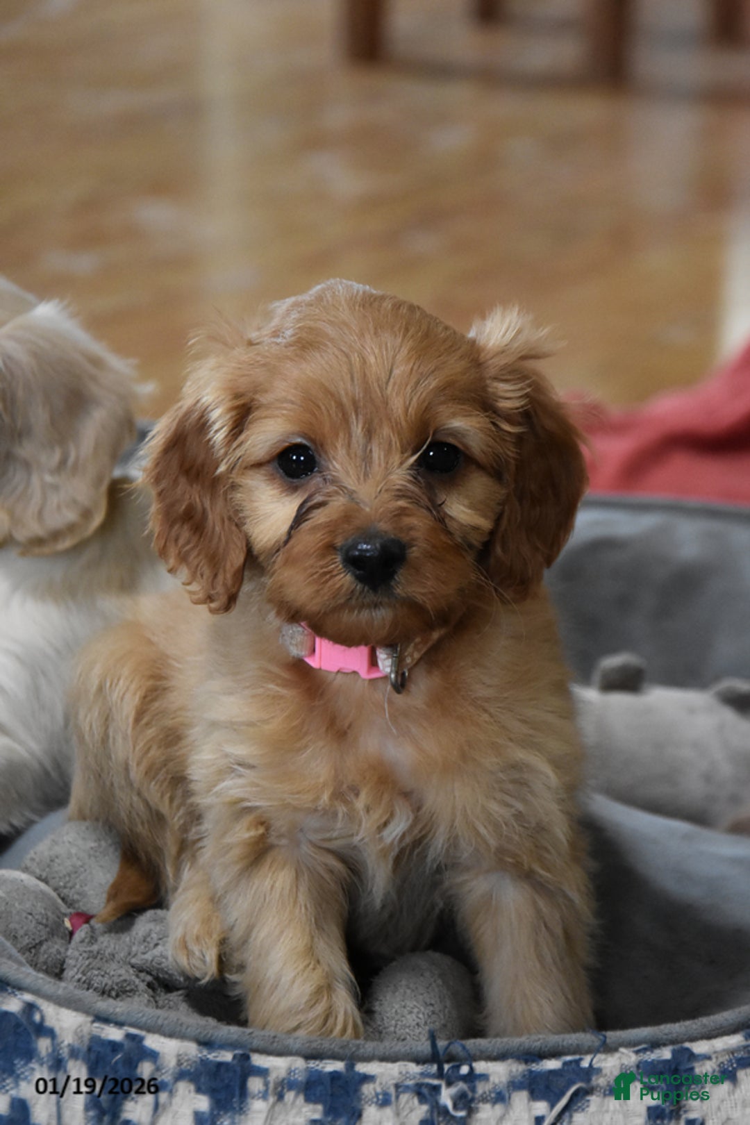 Cockapoo dogs for sale: Polly - Ad 3