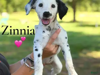 Dalmatian dogs Zinnia - Ad 27