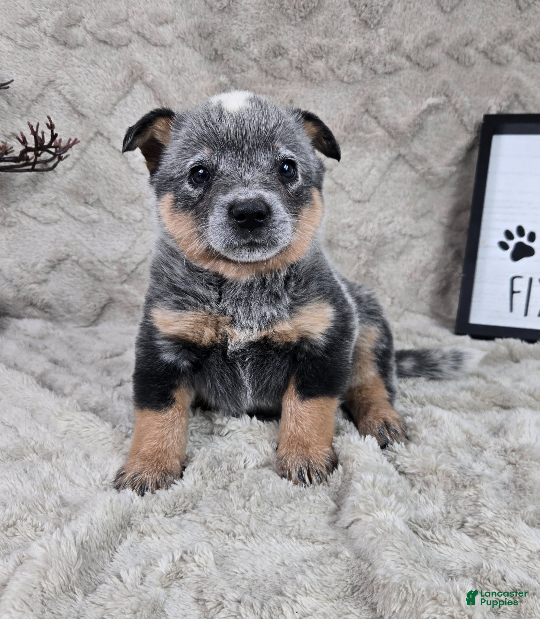 Australian Cattle Dog dogs Harrison - Ad 1
