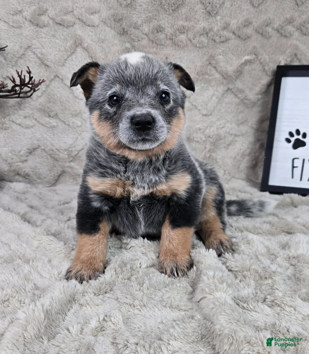 Australian Cattle Dog dogs for sale: Harrison - Ad 1