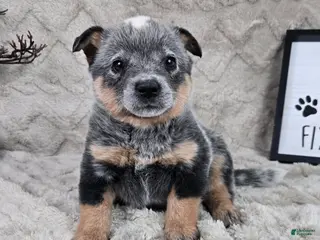 Australian Cattle Dog dogs for sale: Harrison - Ad 1
