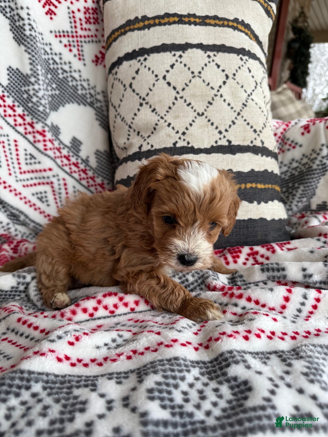 Mini Bernedoodle dogs for sale: Charlie - Ad 2