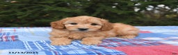 Mini Goldendoodle dogs for sale: Serena   - Ad 5