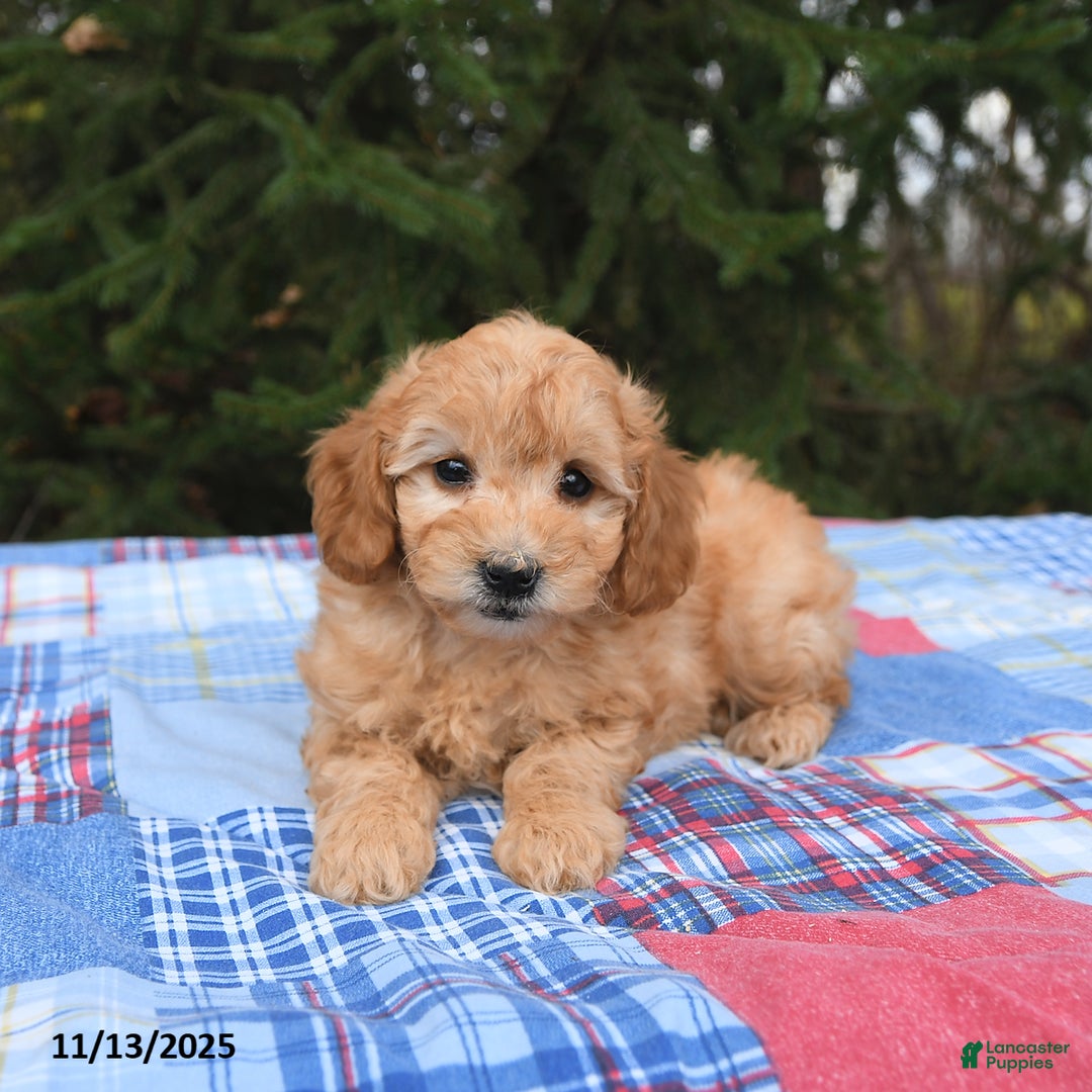 Mini Goldendoodle dogs for sale: Serena   - Ad 5