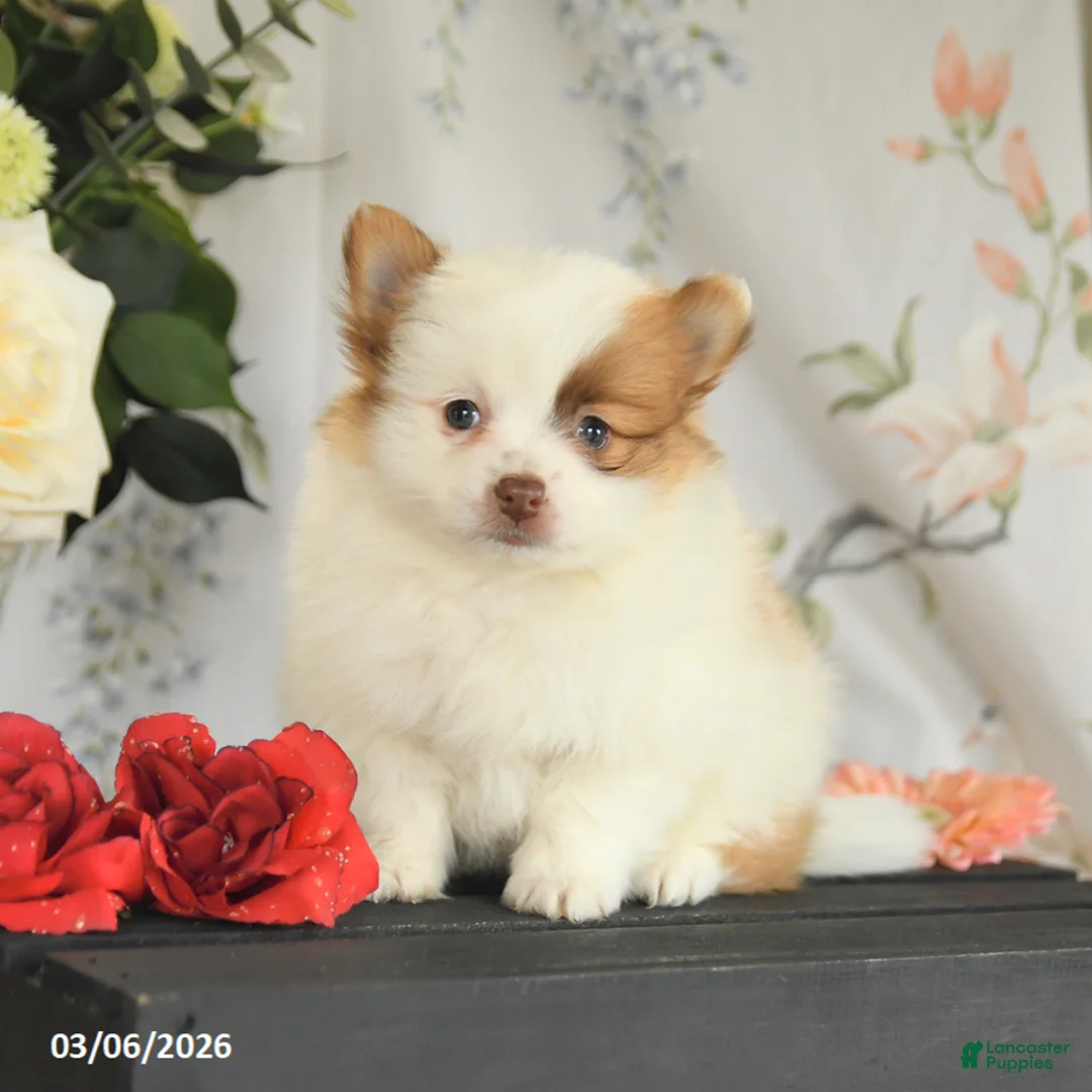 Pomeranian dogs for sale: Bradley - Ad 1