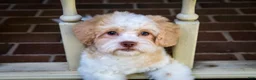 Shihpoo dogs for sale: Sullivan - Ad 12