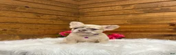 French Bulldog dogs for sale: Daisy - Ad 11