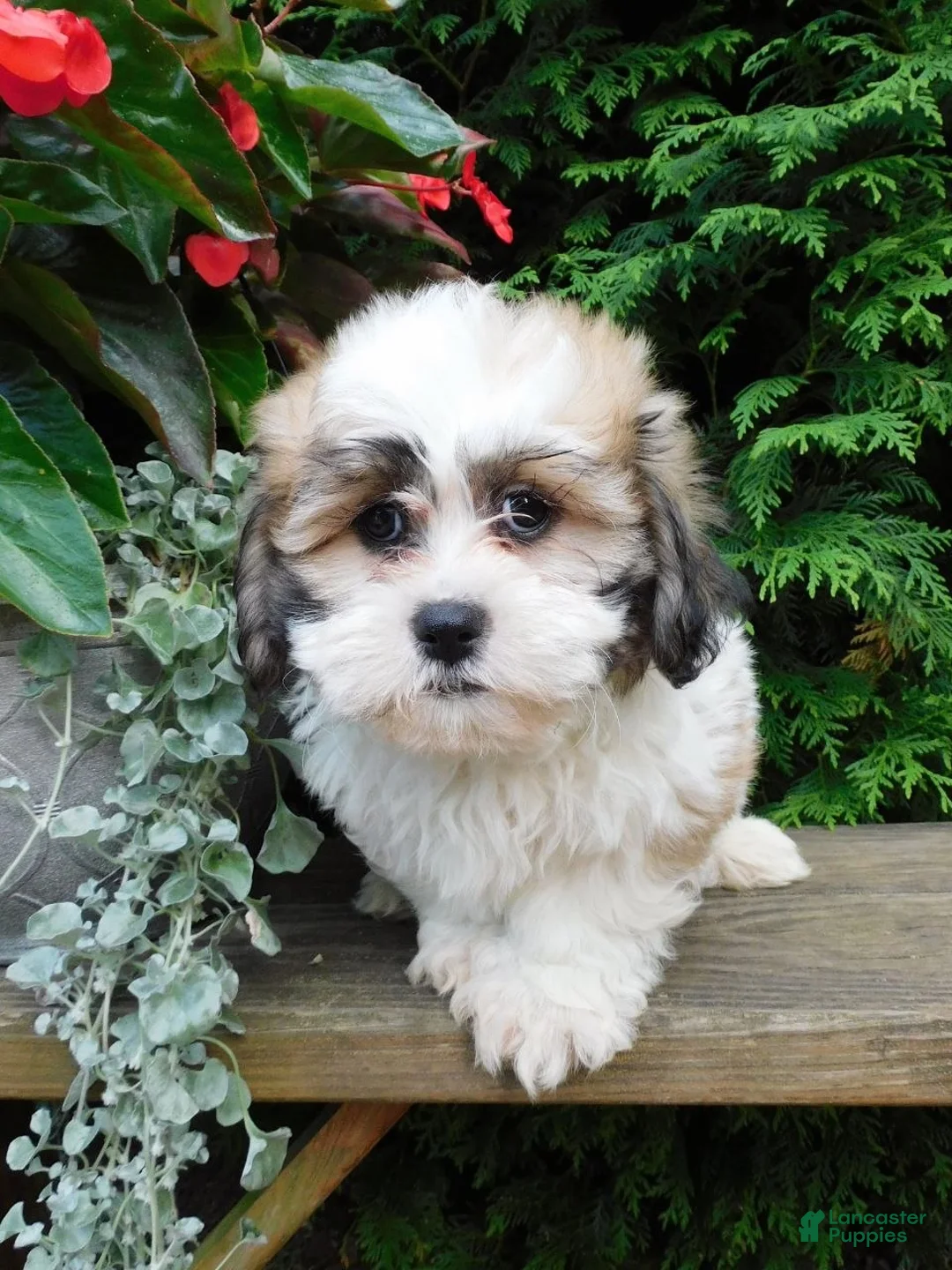Teddy Bear dogs for sale: Chief - Ad 4