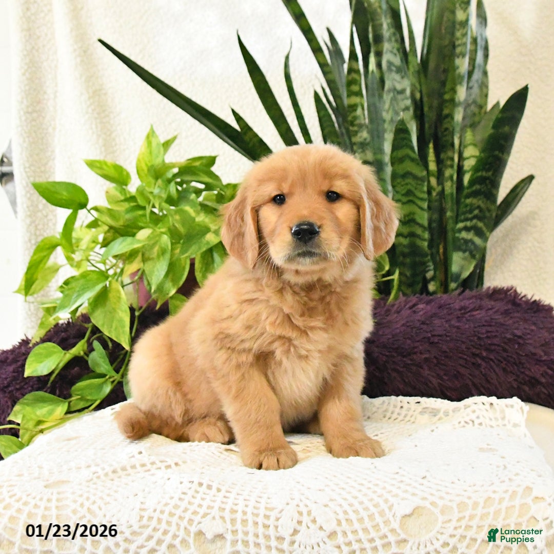 Golden Retriever dogs for sale: Shilo - Ad 3