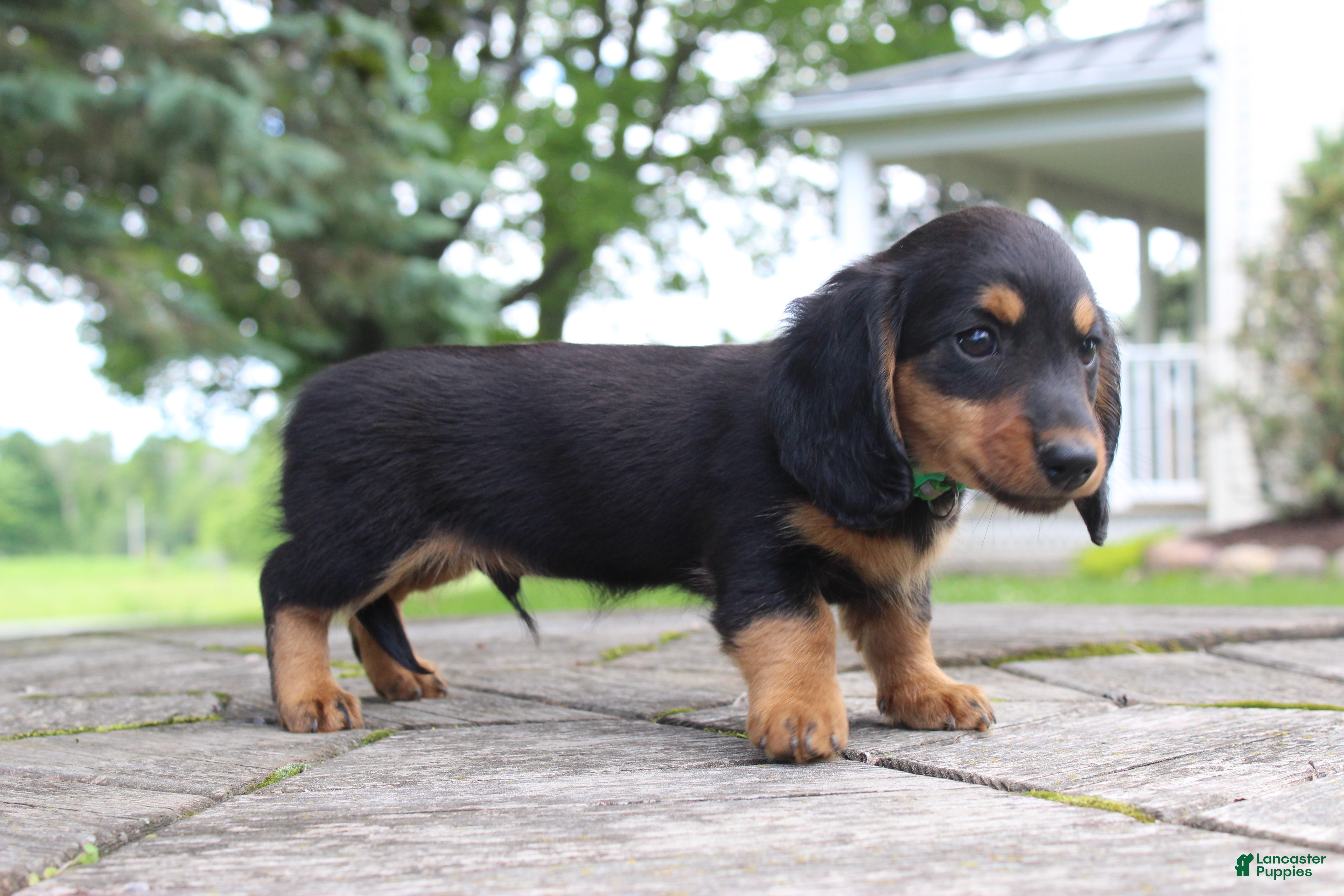 Miniature Dachshund dogs Asher - Ad 2