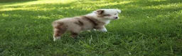 Australian Shepherd dogs for sale: Simone - Ad 5