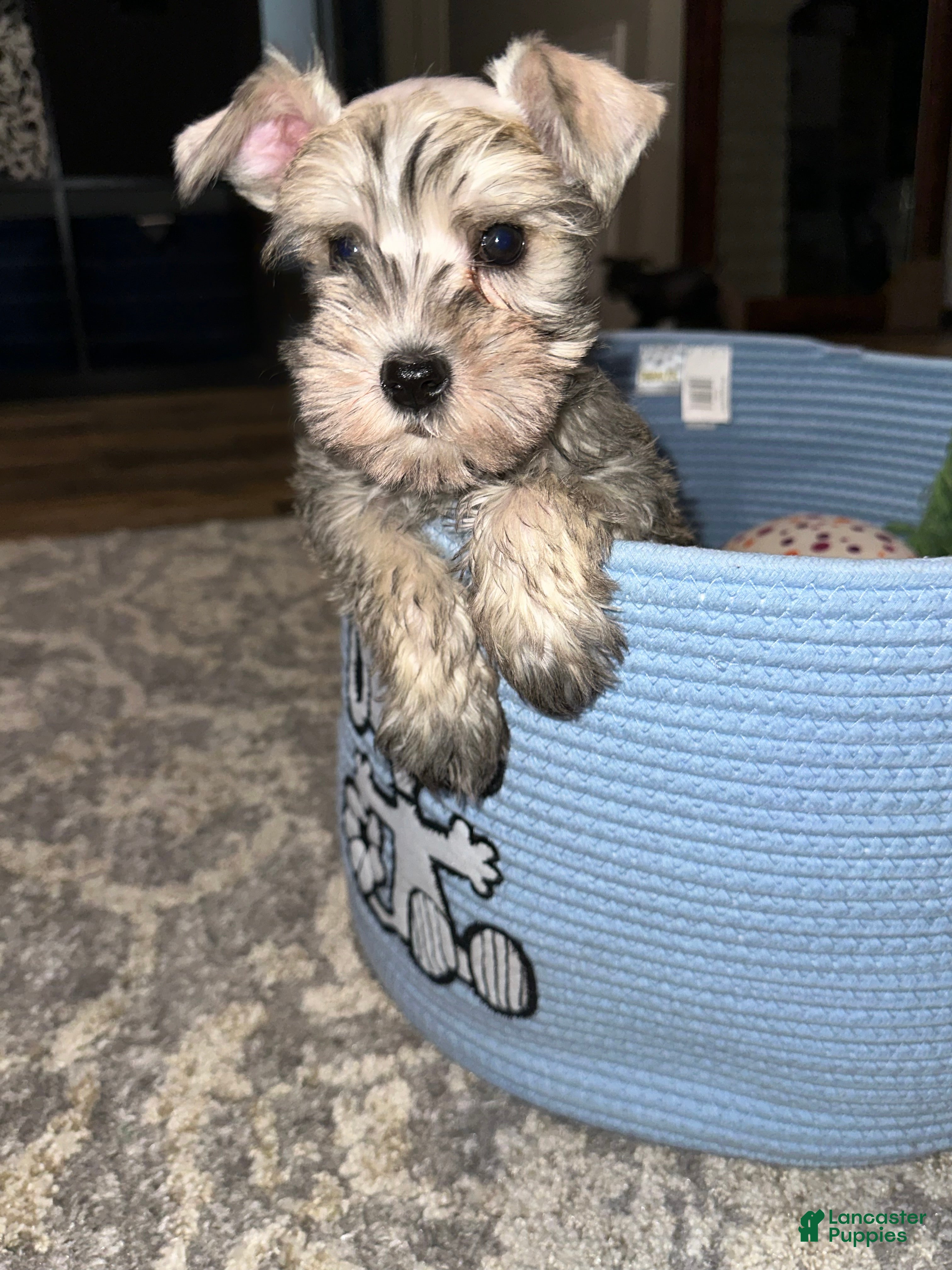 Miniature Schnauzer dogs Miniature Schnauzer 3 - Ad 13